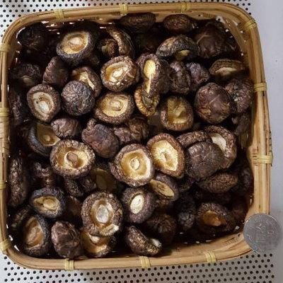 鈕扣菇
