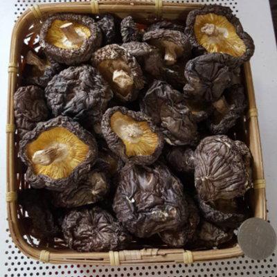 段木香菇