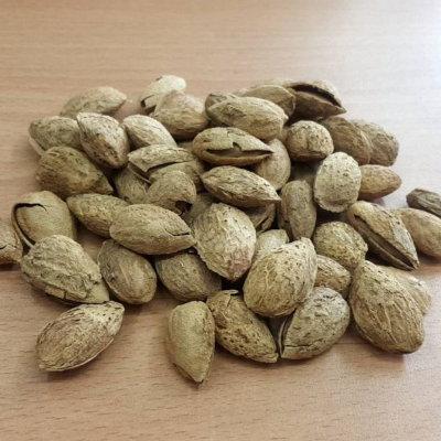 帶殼杏仁果